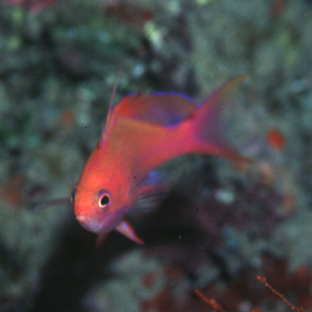 Pseudanthias randalli